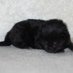 HU*Nordic Verden Matthias Helvar - norvég erdei macska