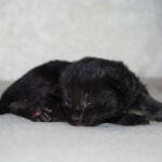 HU*Nordic Verden Wylan van Eck - norvég erdei macska