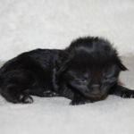 HU*Nordic Verden Jesper Fahey - norvég erdei macska