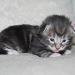 HU*Nordic Verden Harvey Specter - norvég erdei macska