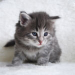 Blafjella - aki kék-krém