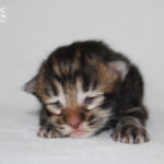 HU*Nordic Verden Bourbon Whiskey - norvég erdei macska