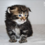 HU*Nordic Verden Bourbon Whiskey - norvég erdei macska