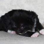 HU*Nordic Verden Inej Ghafa - norvég erdei macska