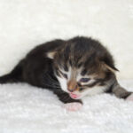 Børgefjell 10 napos