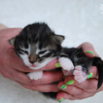 Børgefjell 10 napos