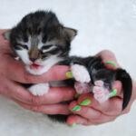 Børgefjell 10 napos