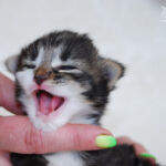 Børgefjell 10 napos