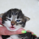 Børgefjell 10 napos