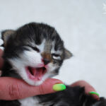 Børgefjell 10 napos