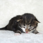 Børgefjell 10 napos