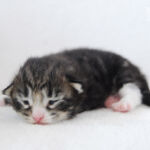 HU*Nordic Verden Callisto - norvég erdei macska