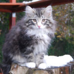 HU*Nordic Verden Callisto - norvég erdei macska