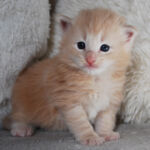 HU*Nordic Verden Charles Forstman - norvég erdei macska