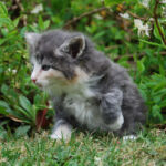 Daenerys - kék-krém