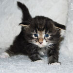 HU*Nordic Verden Defne - norvég erdei macska