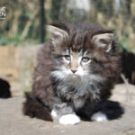 HU*Nordic Verden Defne - norvég erdei macska