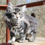 HU*Nordic Verden The Theatre Of Dreams - norvég erdei macska