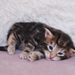 HU*Nordic Verden Durin - norvég erdei macska