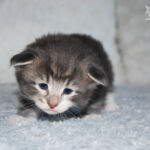 HU*Nordic Verden Elon - norvég erdei macska