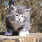 HU*Nordic Verden Elon - norvég erdei macska