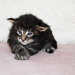 HU*Nordic Verden Elrond - norvég erdei macska