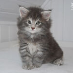 HU*Nordic Verden Elsa - norvég erdei macska