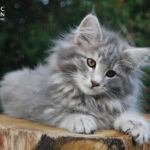 HU*Nordic Verden Elsa - norvég erdei macska