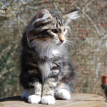 HU*Nordic Verden Fortuna - norvég erdei macska