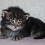 HU*Nordic Verden Frodo - norvég erdei macska