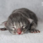 HU*Nordic Verden Norm Spellman - norvég erdei macska