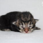 HU*Nordic Verden Harrar Ruanda - norvég erdei macska