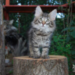 HU*Nordic Verden Heddal - norvég erdei macska