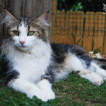 Nordic Verden - norvég erdei macska tenyészet - Jenny