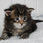 HU*Nordic Verden Jill Munroe - norvég erdei macska