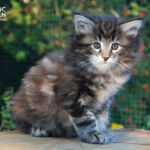 HU*Nordic Verden Jill Munroe - norvég erdei macska