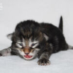 HU*Nordic Verden Jill Munroe - norvég erdei macska