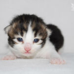 HU*Nordic Verden Joringel - norvég erdei macska