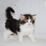 HU*Nordic Verden Joringel - norvég erdei macska