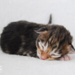 HU*Nordic Verden Karakum - norvég erdei macska