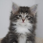 HU*Nordic Verden Katrine Lunde - norvég erdei macska