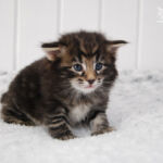 HU*Nordic Verden Kelly Garrett - norvég erdei macska