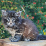 HU*Nordic Verden Kelly Garrett - norvég erdei macska