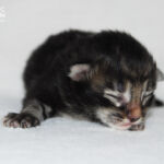 HU*Nordic Verden Kelly Garrett - norvég erdei macska