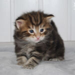 HU*Nordic Verden Lee Scoresby - norvég erdei macska