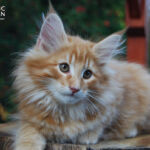 HU*Nordic Verden Lohengrin - norvég erdei macska