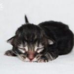 HU*Nordic Verden Mojave - norvég erdei macska