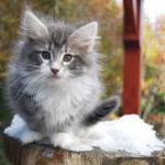 HU*Nordic Verden Morning Mist - norvég erdei macska