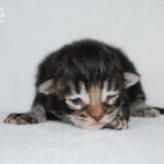 HU*Nordic Verden Mundo Novo - norvég erdei macska