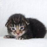 HU*Nordic Verden Mundo Novo - norvég erdei macska